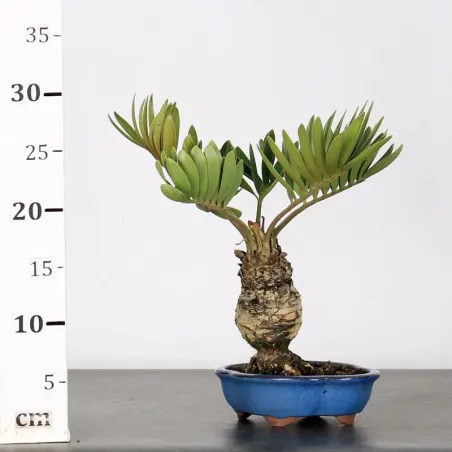 image supplémentaire - ZAMIA 1-2