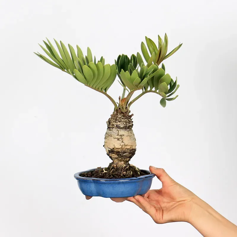 ZAMIA 1-2