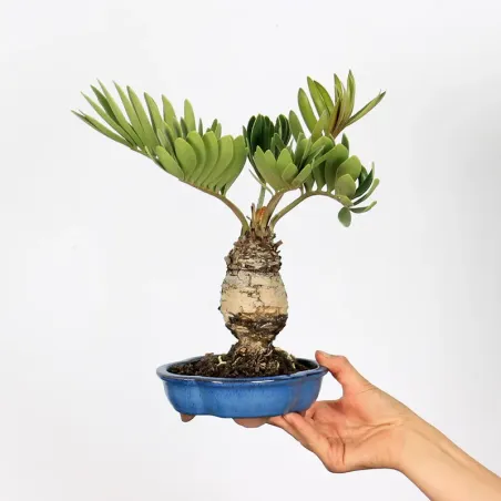 ZAMIA 1-2