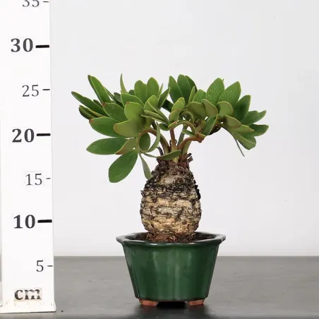 image supplémentaire - ZAMIA 1-4