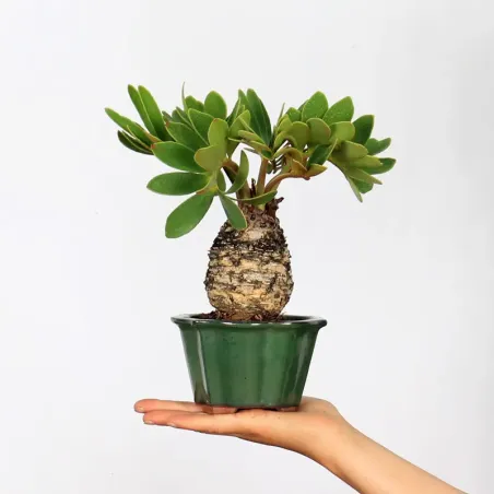 ZAMIA 1-4