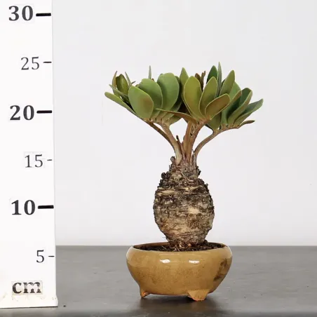 image supplémentaire - ZAMIA 1-5