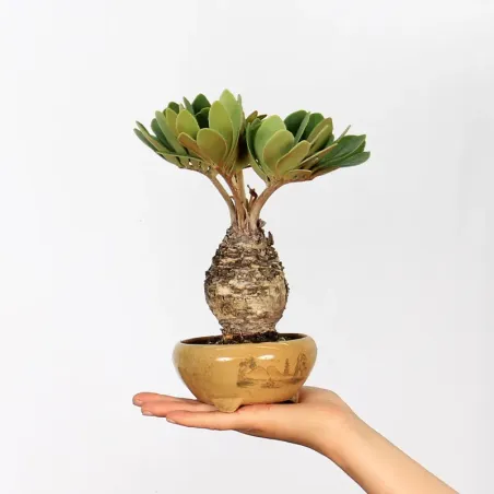 ZAMIA 1-5