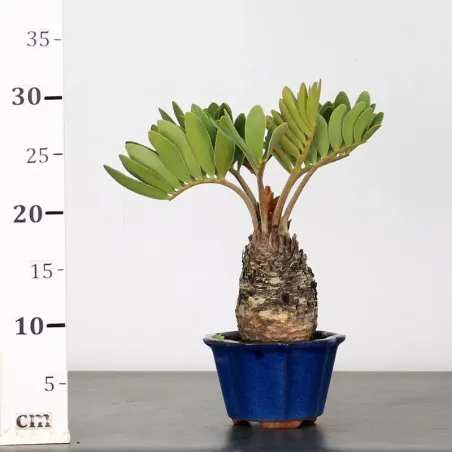 image supplémentaire - ZAMIA 1-9