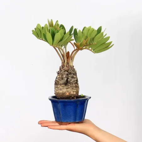 ZAMIA 1-9