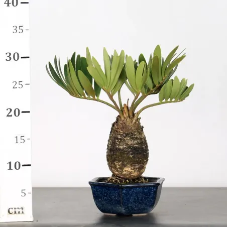 image supplémentaire - ZAMIA 1-12