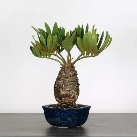 ZAMIA 1-12
