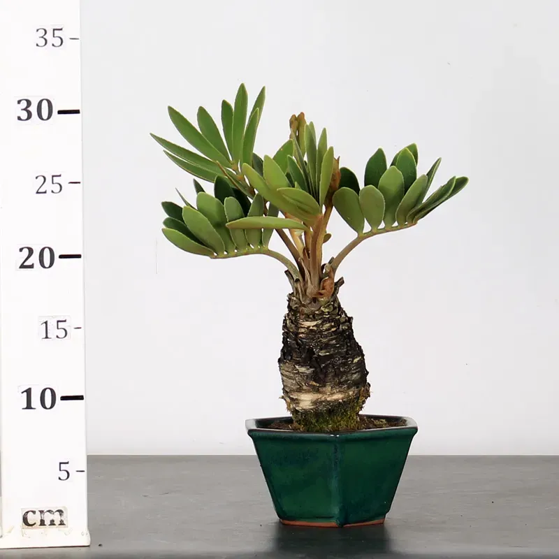 image supplémentaire - ZAMIA 1-14