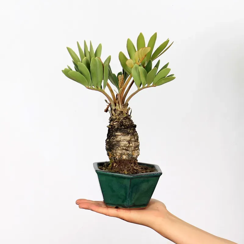 ZAMIA 1-14