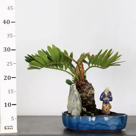 image supplémentaire - ZAMIA 1-15