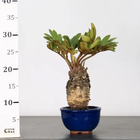 image supplémentaire - ZAMIA 2-10