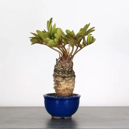 ZAMIA 2-10