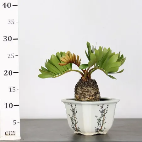 image supplémentaire - ZAMIA 2-11
