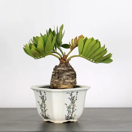 ZAMIA 2-11