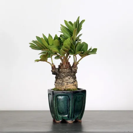 ZAMIA 2-12