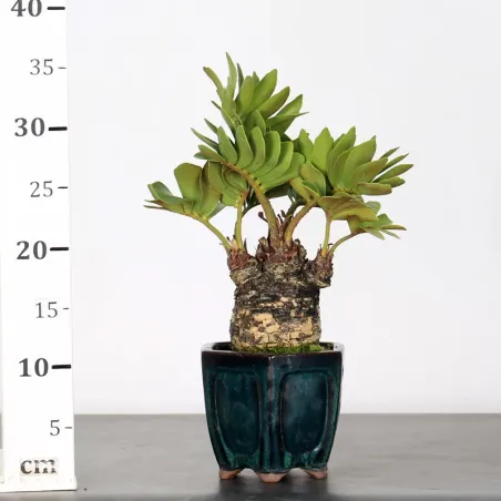 image supplémentaire - ZAMIA 2-12