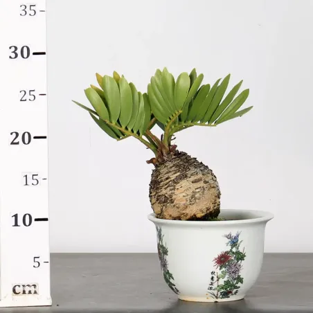 image supplémentaire - ZAMIA 2-13