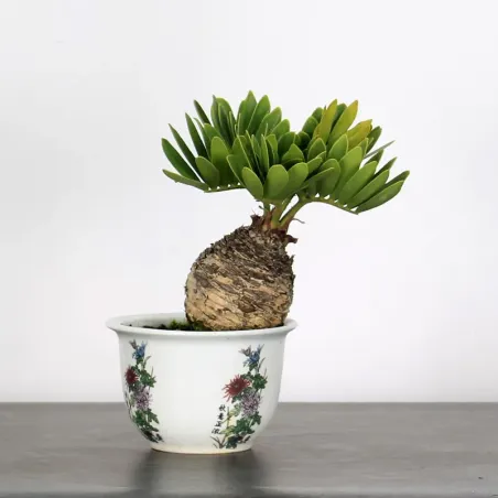 ZAMIA 2-13