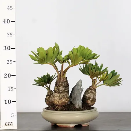 image supplémentaire - ZAMIA FORET 3-1