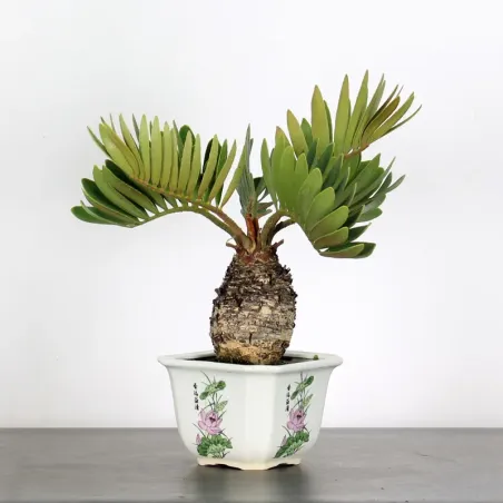 ZAMIA 3-3