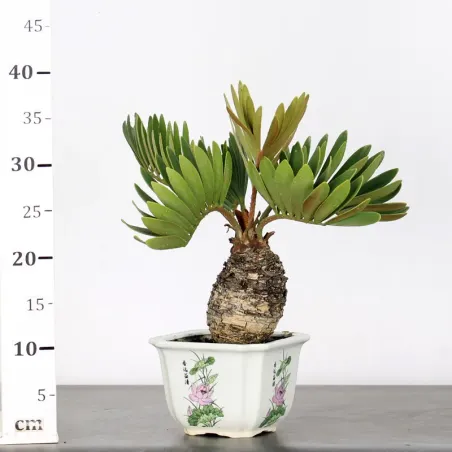 image supplémentaire - ZAMIA 3-3