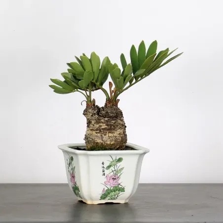 ZAMIA 3-4