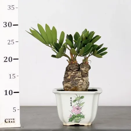 image supplémentaire - ZAMIA 3-4
