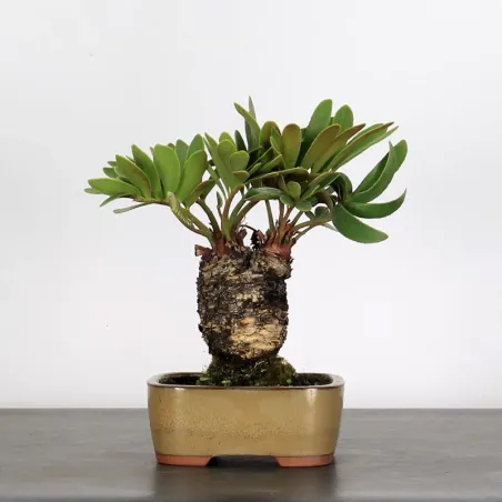 ZAMIA 3-5