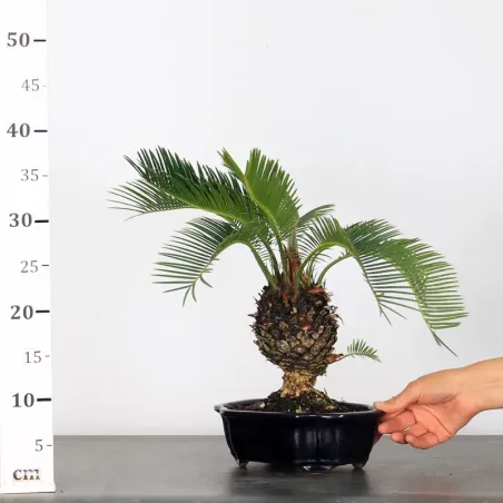 image supplémentaire - CYCAS REVOLUTA 1-4