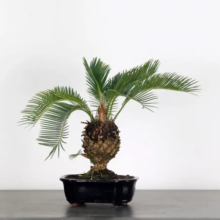 CYCAS REVOLUTA 1-4