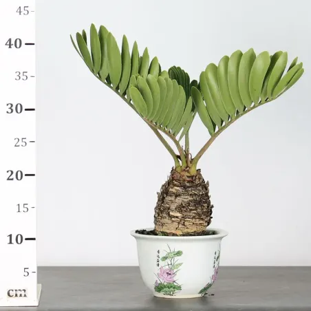 image supplémentaire - ZAMIA 2-8