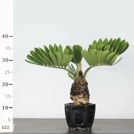 image supplémentaire - ZAMIA 2-9