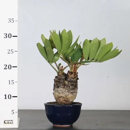 image supplémentaire - ZAMIA 1-10