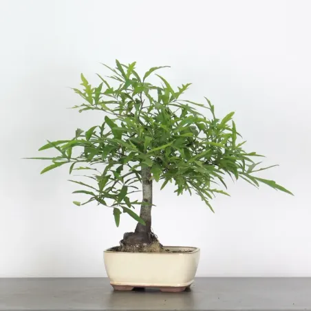 Bonsaï chêne pédonculé (Quercus Robur)  CHR-1-1