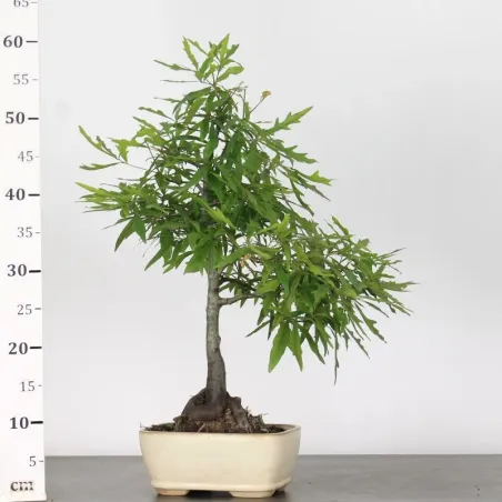 image supplémentaire - CHÊNE DES MARAIS "QUERCUS...
