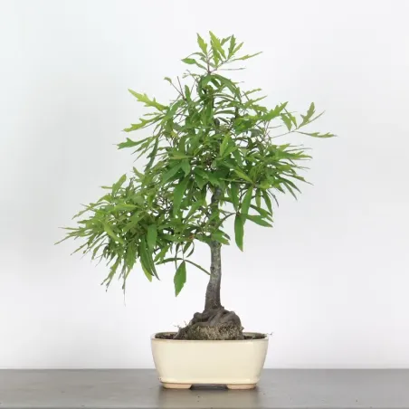OAK "QUERCUS PALUSTRIS" 1-2
