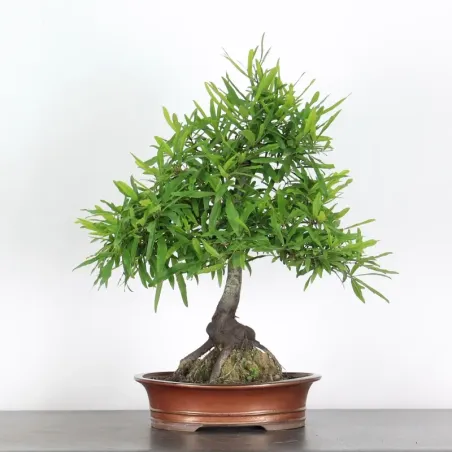 Bonsaï chêne pédonculé (Quercus Robur) 20 ans CHR-1-3
