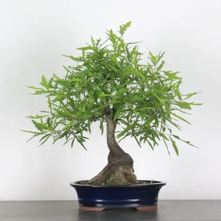 Bonsaï chêne pédonculé (Quercus Robur) 20 ans CHR-1-4