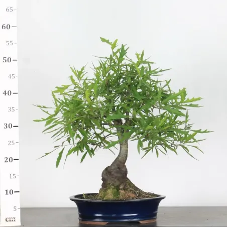image supplémentaire - OAK "QUERCUS PALUSTRIS" 1-4