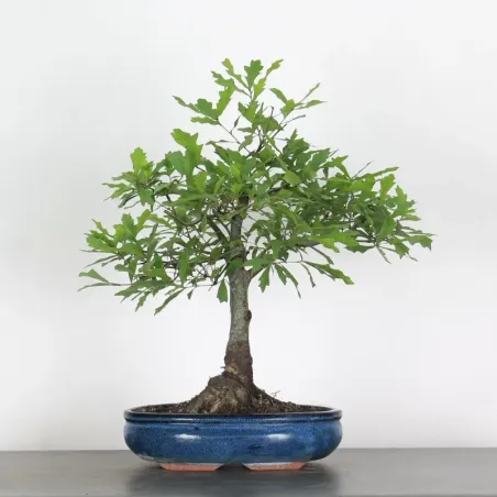 Bonsaï chêne pédonculé (Quercus Robur)  CHR-1-5