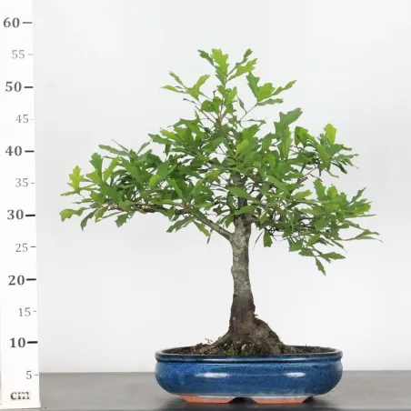 image supplémentaire - CHÊNE DES MARAIS "QUERCUS...