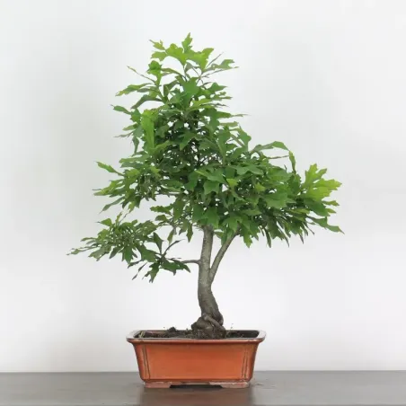 POLLY OAK "QUERCUS PALUSTRIS" 1-7