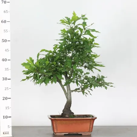 image supplémentaire - CHÊNE DES MARAIS "QUERCUS...