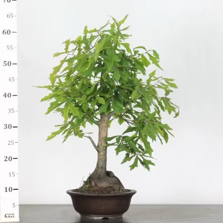 image supplémentaire - Oak "quercus palustris" 1-9