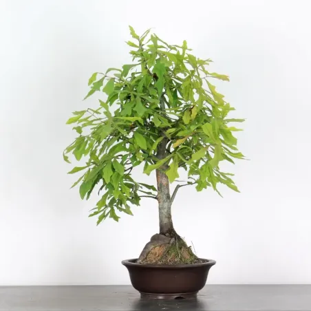Oak "quercus palustris" 1-9
