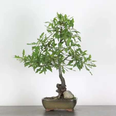 Bonsaï chêne pédonculé (Quercus Robur) CHR-2-1