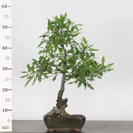 image supplémentaire - CHÊNE DES MARAIS "QUERCUS...