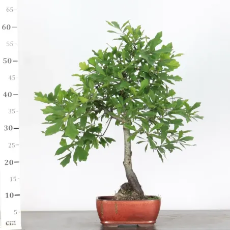 image supplémentaire - CHÊNE DES MARAIS "QUERCUS...