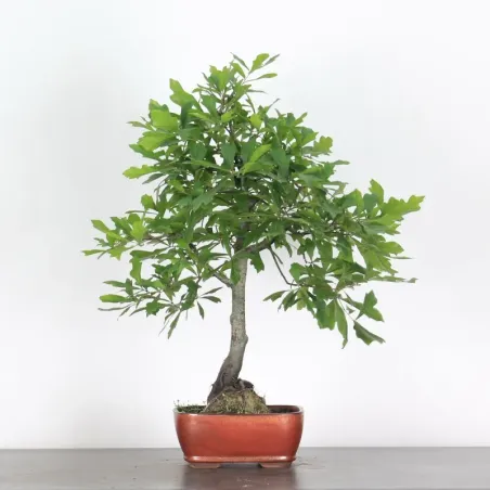 Bonsaï chêne pédonculé (Quercus Robur)  CHR-2-5