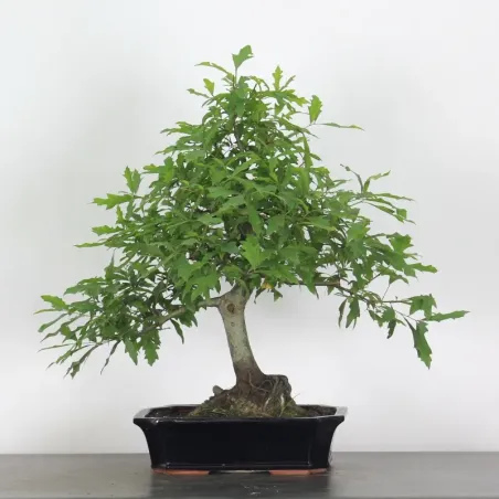 OAK "QUERCUS PALUSTRIS" 2-9